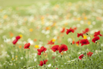 Картинка цветы маки луг красный