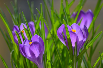 Картинка цветы крокусы весна