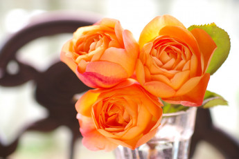 Картинка цветы розы бутоны