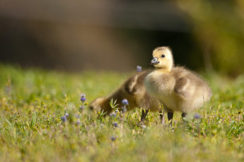 Картинка животные гуси канадский гусь канадская казарка птенцы