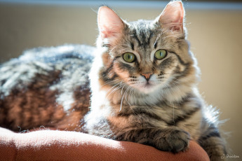 Картинка животные коты взгляд