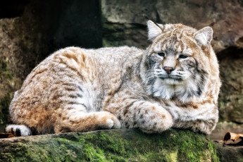 Картинка животные рыси кошка отдых