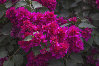 Картинка цветы бугенвиллея малиновый