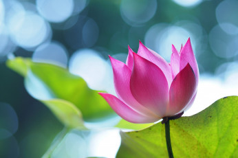 Картинка цветы лотосы розовый лепестки