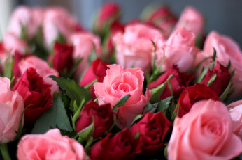 Картинка цветы розы бутоны