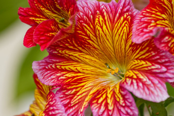 Картинка цветы сальпиглоссис макро