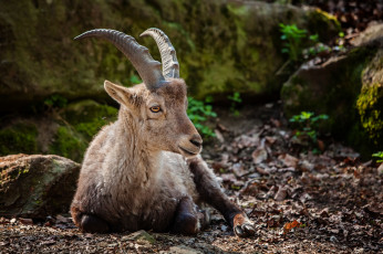 Картинка животные антилопы рога антилопа штейнбок