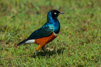 Картинка животные птицы перья яркая трёхцветный спрео