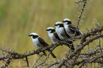 Картинка животные птицы пестрые колючки