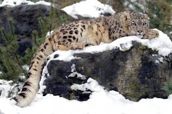 Картинка животные снежный барс ирбис отдых снег