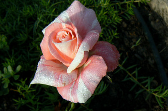 Картинка цветы розы розовый капли