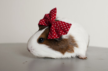 Картинка животные морские свинки хомяки морская свинка грызун бант