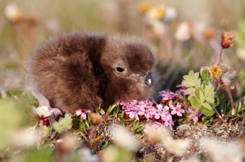 Картинка животные птицы птенец