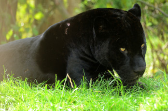 Картинка животные пантеры ягуар