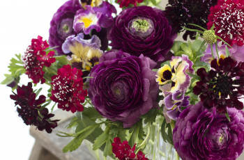 Картинка цветы разные вместе ранункулюс скабиоза виола