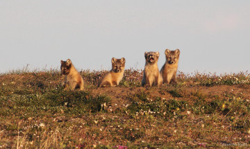 Картинка животные песцы малыши