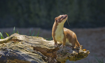 Картинка животные хорьки ласки соболи горностаи куницы зверек