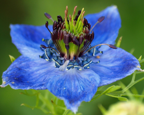 Обои картинки фото Чернушка, дамасская, цветы, нигелла, макро