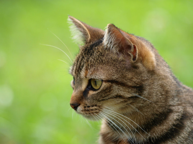 Обои картинки фото животные, коты, мордочка