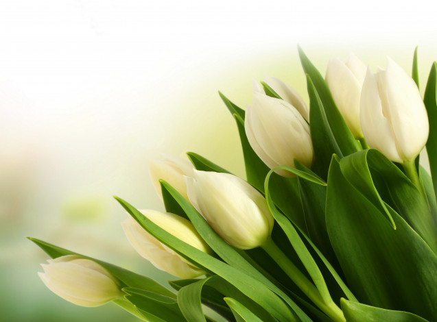 Обои картинки фото цветы, тюльпаны