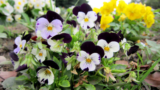 Обои картинки фото цветы, анютины, глазки, садовые, фиалки, двухцветные