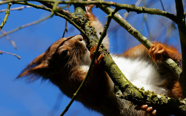 Обои картинки фото животные, белки, ветки