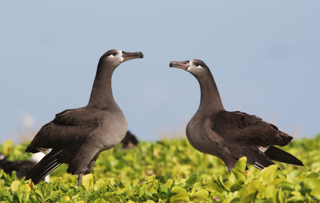 Обои картинки фото животные, альбатросы, черные