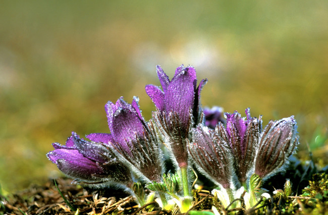 Обои картинки фото цветы, анемоны, адонисы, весна