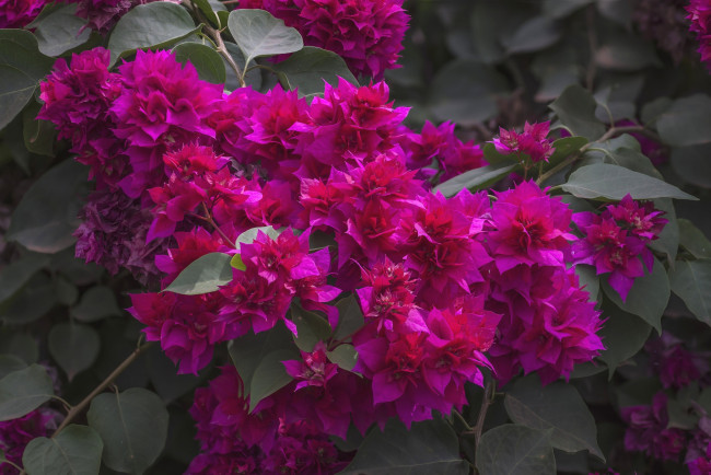 Обои картинки фото цветы, бугенвиллея, малиновый