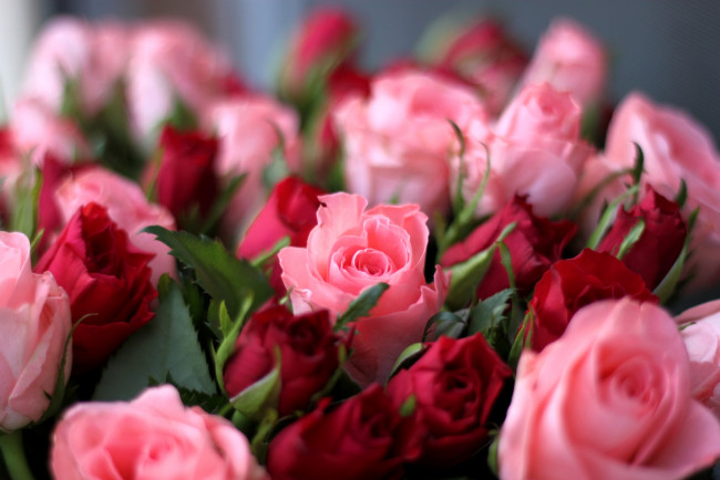 Обои картинки фото цветы, розы, бутоны