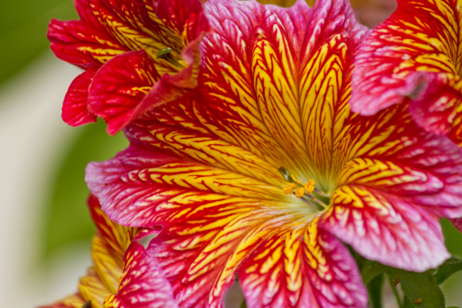 Обои картинки фото цветы, сальпиглоссис, макро