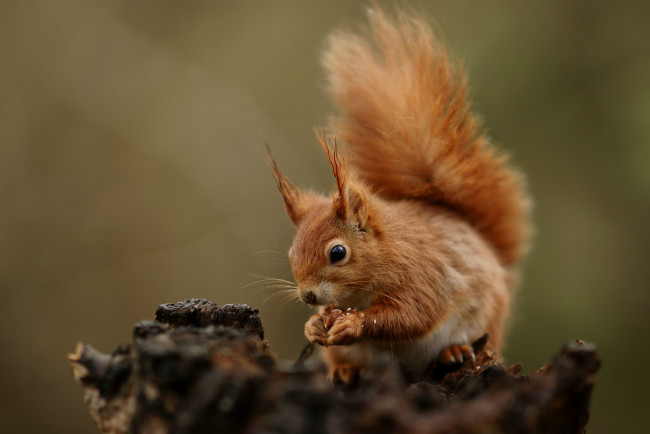 Обои картинки фото животные, белки, хвост, рыжая