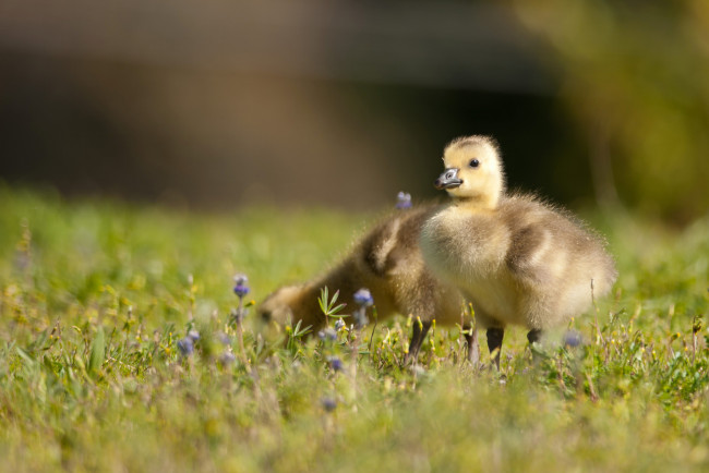 Обои картинки фото животные, гуси, канадский, гусь, канадская, казарка, птенцы