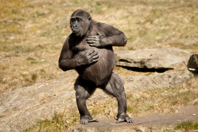 Обои картинки фото животные, обезьяны, горилла, смешной