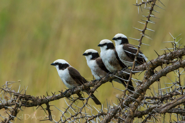 Обои картинки фото животные, птицы, пестрые, колючки