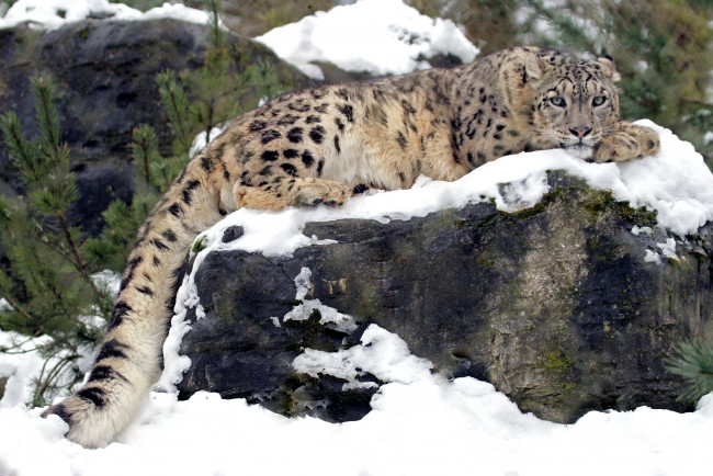 Обои картинки фото животные, снежный, барс, ирбис, отдых, снег