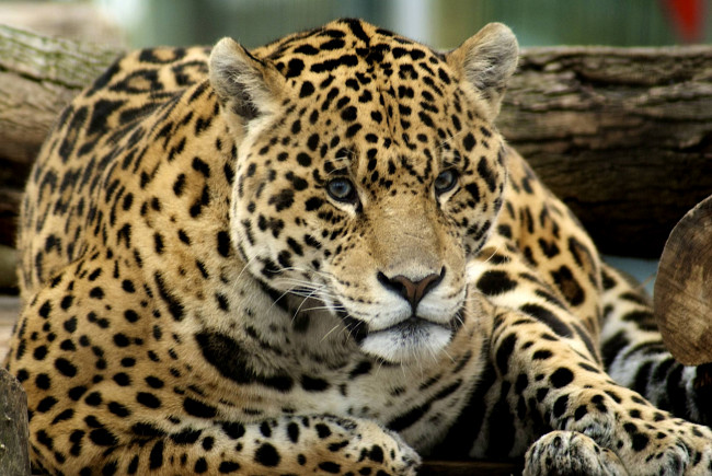 Обои картинки фото животные, Ягуары, портрет