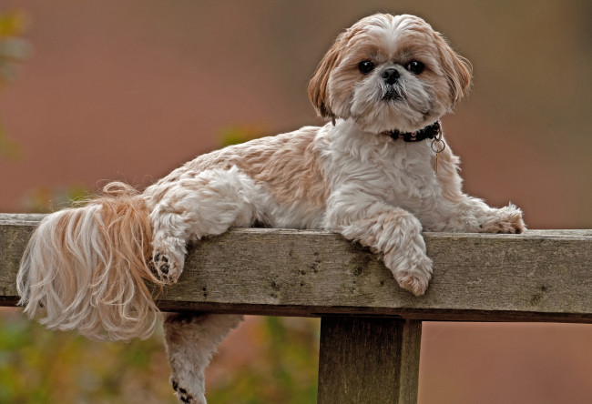 Обои картинки фото животные, собаки, милая