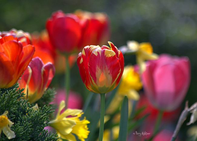 Обои картинки фото цветы, тюльпаны, бутон