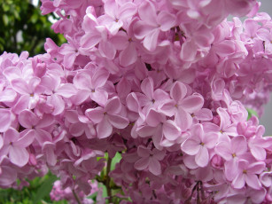 Картинка цветы сирень лепестки