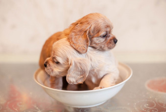 Картинка животные собаки спаниель