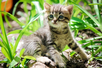 Картинка животные коты котейка