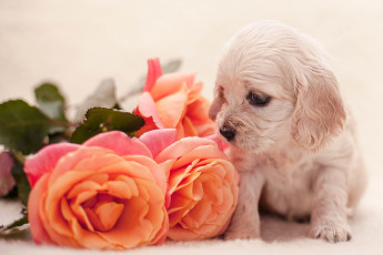 Картинка животные собаки розы спаниель