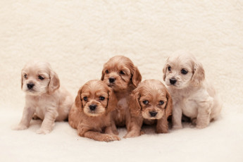 Картинка животные собаки спаниель