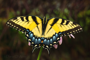 Картинка животные бабочки крылья