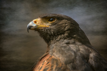 Картинка животные птицы+-+хищники гордость