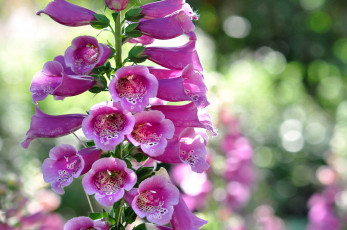 Картинка цветы дигиталис+ наперстянка макро