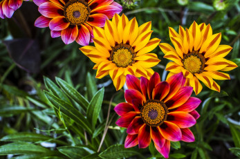 Картинка цветы газания яркий