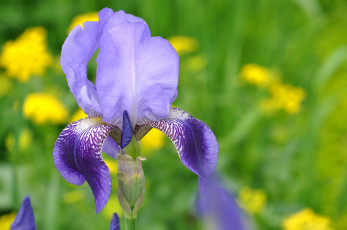 Картинка цветы ирисы касатик
