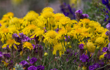 Картинка цветы луговые+ полевые +цветы лиловый желтый